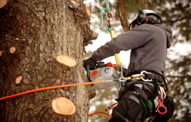 Steve Molyneux Tree Care - garden maintenance, tree surgery, landscaping